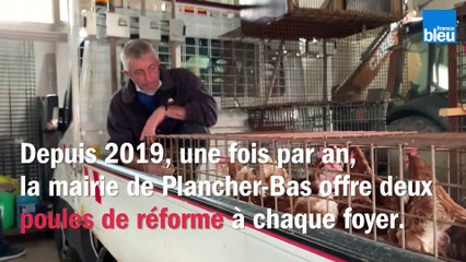 Distribution de poules par la mairie de Plancher-Bas