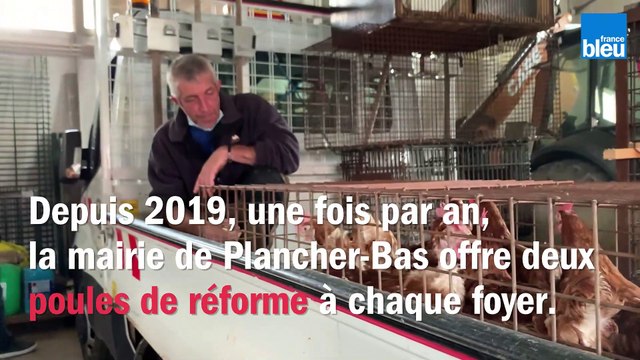 Distribution de poules par la mairie de Plancher-Bas