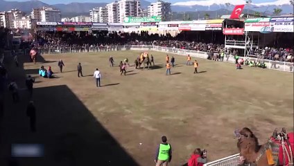 Deve güreşlerinde bir kişi hastanelik oldu! İşte o anlar