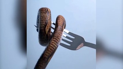 Çıngıraklı yılan spagetti