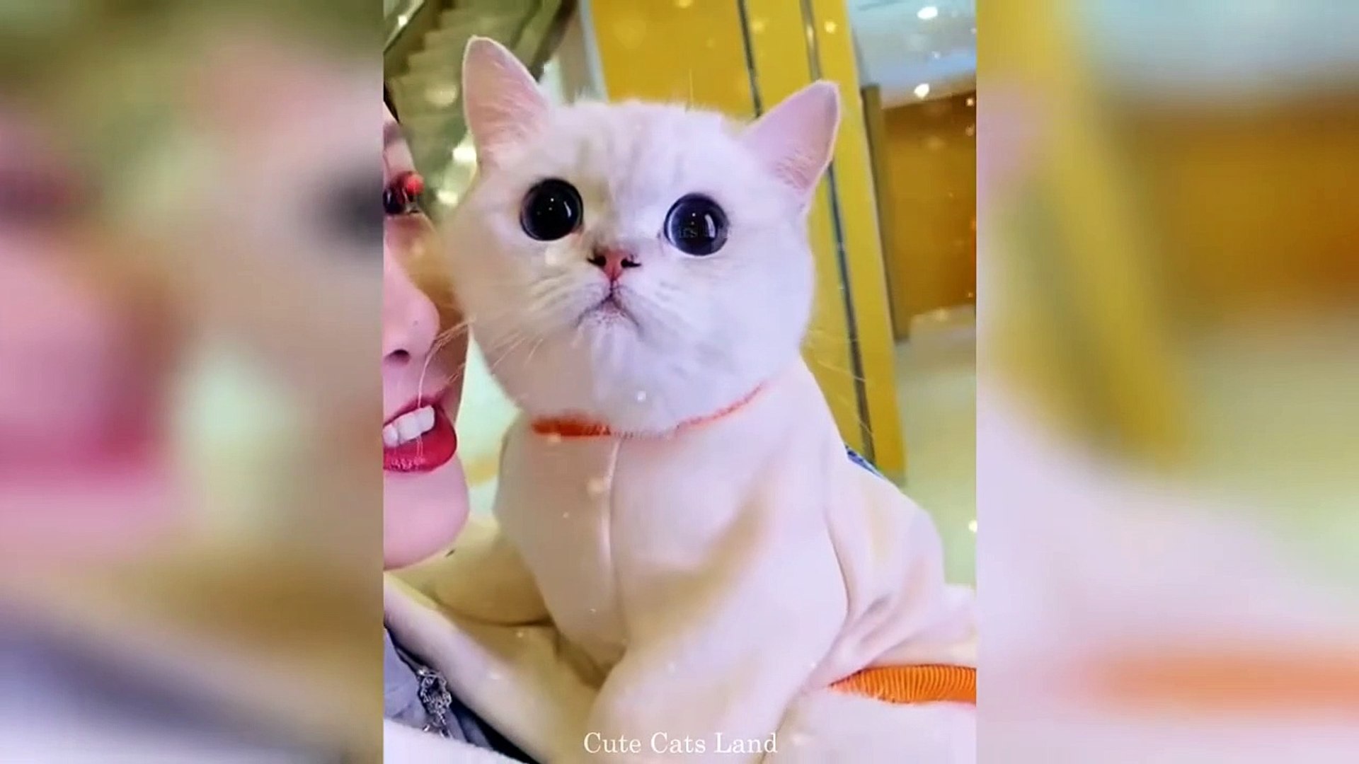 Funny cat hotsell videos dailymotion