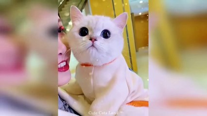 Baby Cats | Cute And Funny Cat Videos Compilation #105 | Cute Cats Land