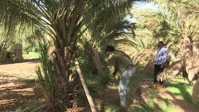 Au Maroc, les oasis toujours plus menacées par le désert