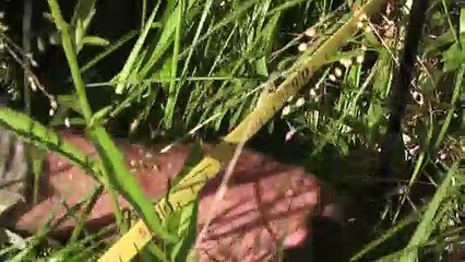 Botanique: les herbiers, histoires vivantes de la biodiversité