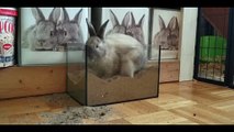 funny rabbit and funny playing with music