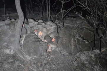 Son dakika gündem: Bodrum'da makilik alanda yangın