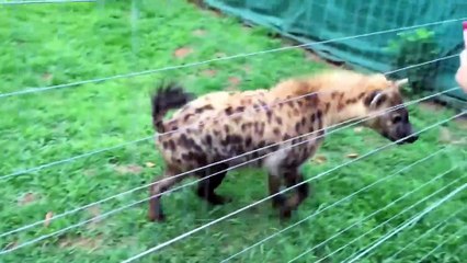 Yemek bekleyen sırtlanın sinir bozucu sesi