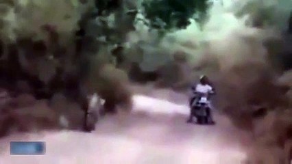 Nefes kesen anlar: Kaplanla karşılaşınca bakın ne yaptılar