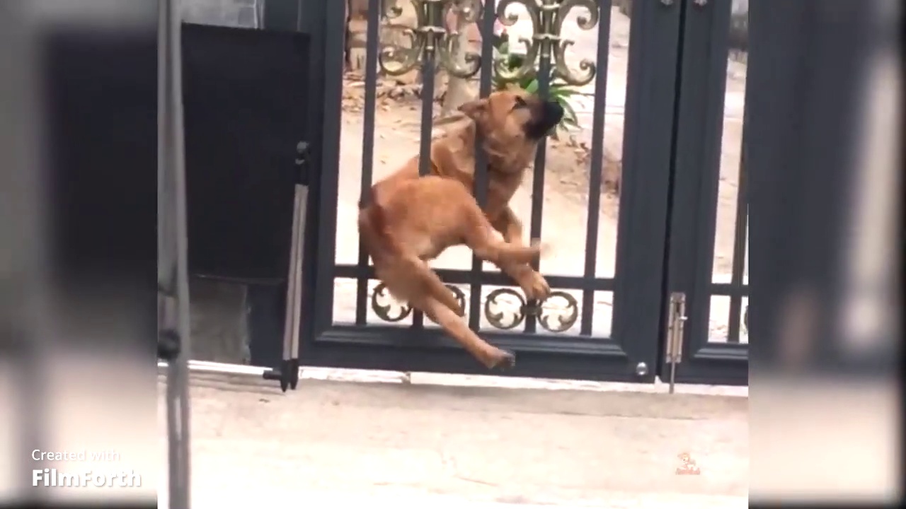 dog funny videos