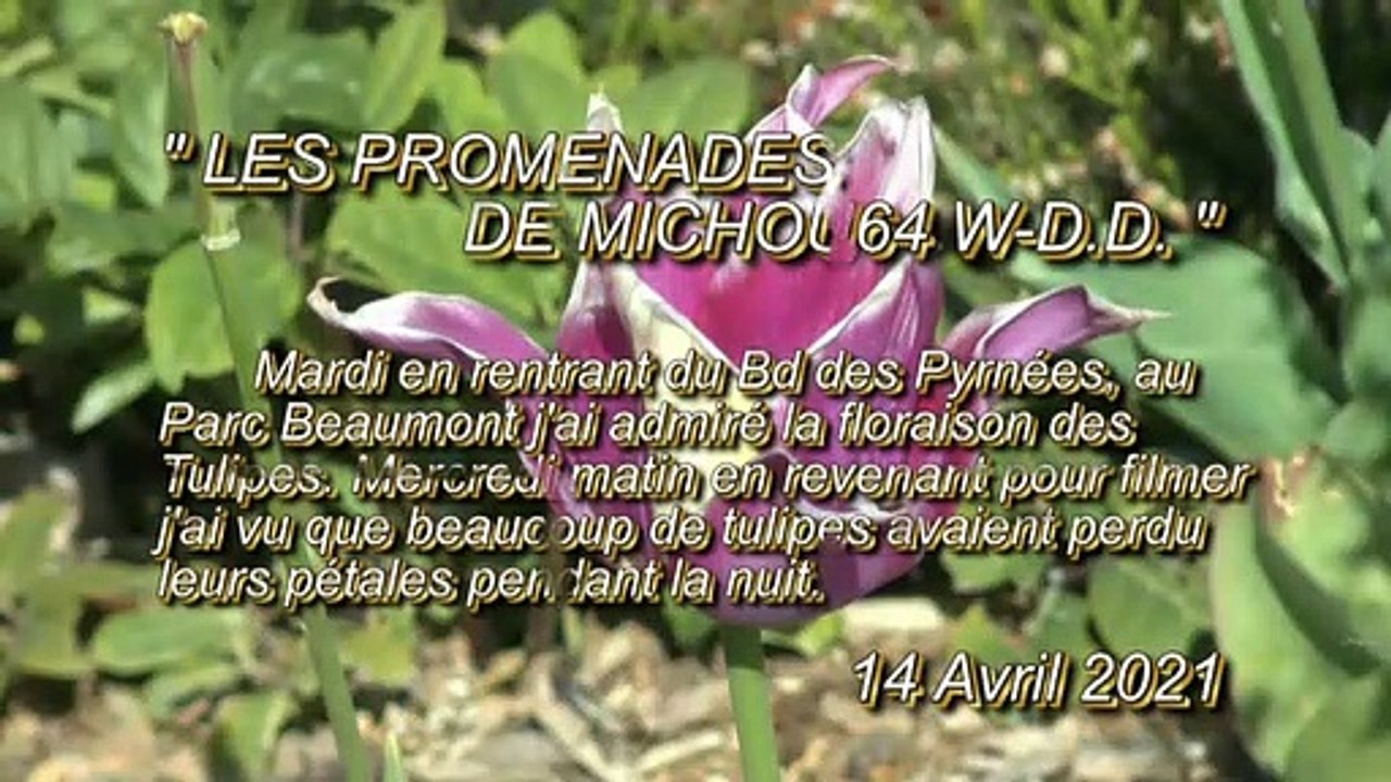LES PROMENADES DE MICHOU64 W-D.D. - 14 AVRIL 2021 - PAU - LES TULIPES DES MASSIFS DU PARC BEAUMONT