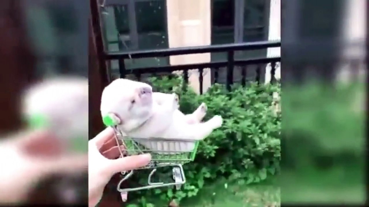 cat funny compliation # 12