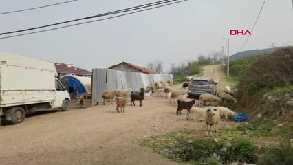 BURSA ÇOBAN KÖPEĞİ, KUZUNUN 'SÜT ANNESİ'