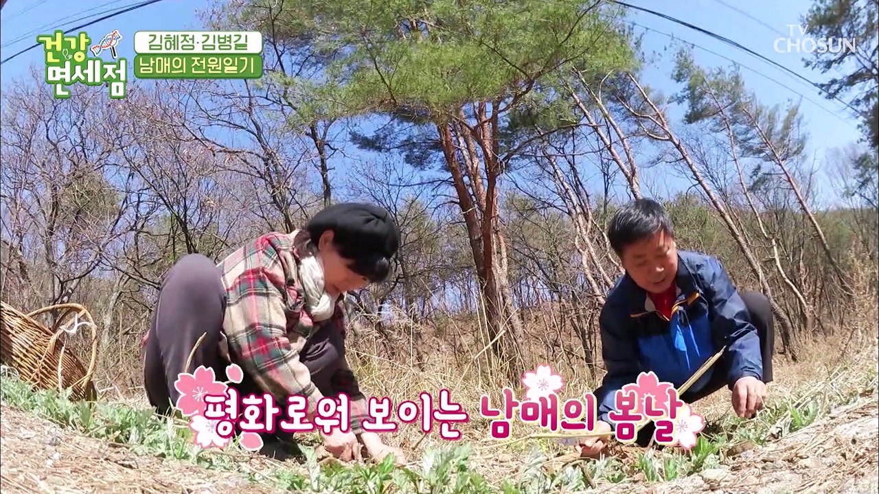 김혜정☓김병길 남매의 ⋄쑥 캐기⋄ 자연 체험 TV CHOSUN 20210418 방송