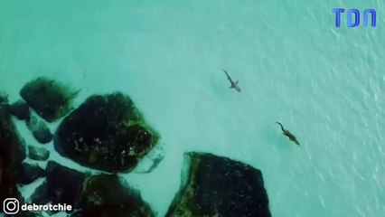 Un requin poursuit un crocodile