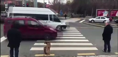 Kırmızı ışıkta köpek bekledi ama yaya beklemedi