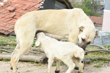 Çoban köpeği, kuzunun 'süt annesi'
