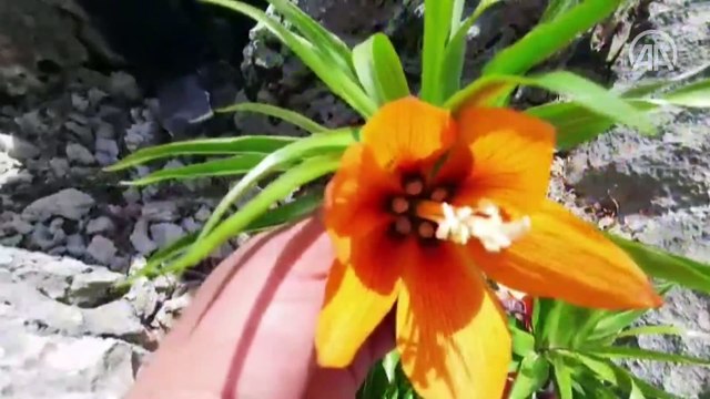 Sakız Dağı'nda açan ters laleler görsel şölen sunuyor