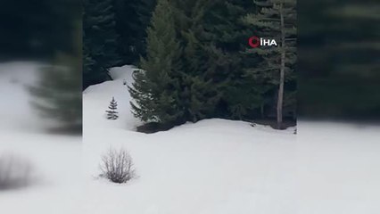 Yayla evinin davetsiz misafirleri kamerada