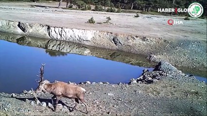 Yaban hayatın güzelliği fotokapanla yakalandı