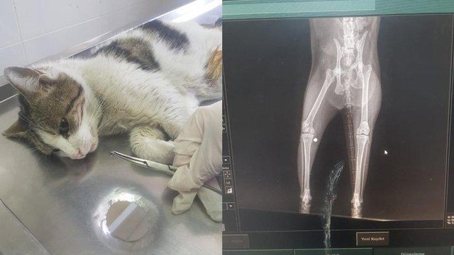 Yaralı kedinin vurulduğu ortaya çıktı