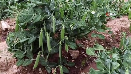 Üreticiler bezelye hasadı için gün sayıyor