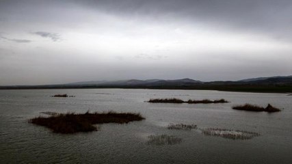 Ankara'nın renkli misafirleri: Flamingolar