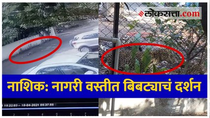 नाशिक: नागरी वस्तीत बिबट्याचं दर्शन