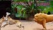 Troll Prank Dog Funny & fake Lion and Fake Tiger Prank To dog ,Huge Box Prank.Troll Video,Ep60_Troll