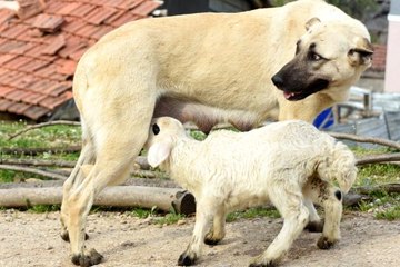 Çoban köpeği, kuzuya süt annelik yapıyor