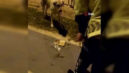 Radar polis memuru iftar kumanyasını sokak köpeklerine verdi