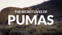The Secret Lives of Pumas • 2020 • Episode "3/7" • The Secret Lives of Big Cats HD