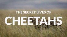 The Secret Lives of Cheetahs • 2020 • Episode "7/7" • The Secret Lives of Big Cats HD