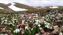 Baharın ve yazın habercisi beyaz kardelenler çiçek açtı