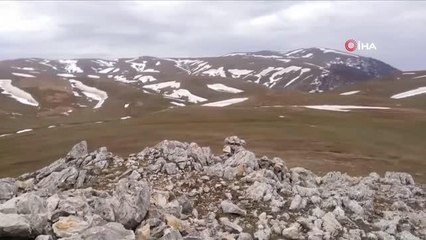 Baharın ve yazın habercisi beyaz kardelenler çiçek açtı