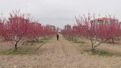 Son dakika haberi: Çiçek açan şeftali ağaçları görsel şölen sunuyor