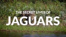 The Secret Lives of Jaguars • 2020 • Episode "6/7" • The Secret Lives of Big Cats