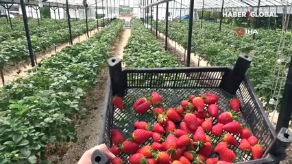 Topraksız çilek üretip yılda 300 bin lira kazanıyor