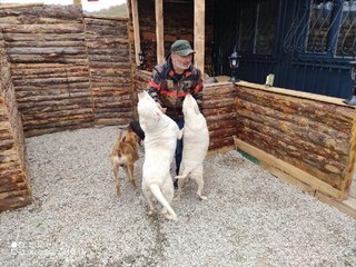 ŞİLE'DE KÖPEK ÇALAN İKİ SANIĞA 5 YIL 2 AY 15 GÜN HAPİS CEZASI