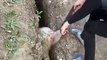 Un mouton sauvé d'un trou y retombe quelques secondes après