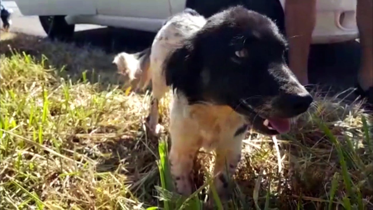 Cachorrinho "causador" de capotamento foi resgatado e pode ser adotado; ONGs precisam de ajuda