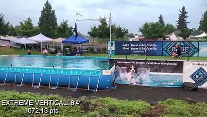 كلب يقفز قفزات مذهلة في الهواء: محققاً أرقاماً قياسية في رياضة القفز بالحوض للكلاب