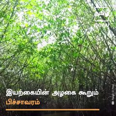 Pichavaram - World's 2nd Largest Mangrove Forest