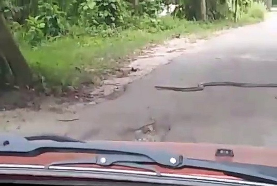 Il croise un énorme cobra au milieu de la route