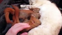 Ces bébés écureuils sont allaités par une maman chien. Trop mignon