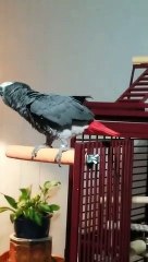 Quand ton perroquet demande à Alexa de stopper la musique... "j'aime pas cette chanson"