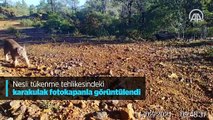 Nesli tükenme tehlikesindeki karakulak fotokapanla görüntülendi