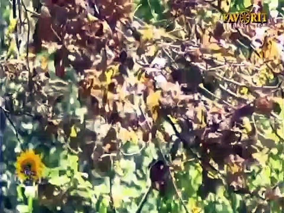 Maria Panov - Tinerete, floare rara (Popas de cant si joc - Favorit TV - 09.06.2020)