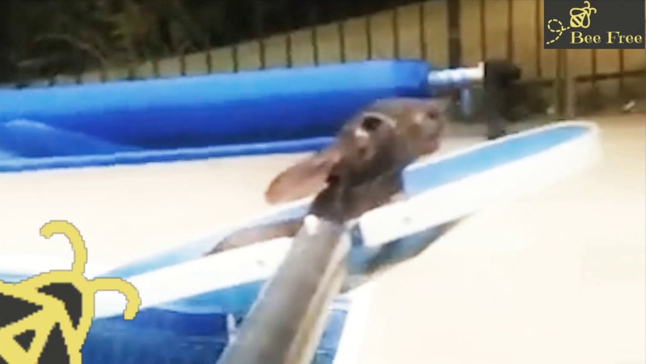 Awesome Man Rescues Bunny Drowning in Pool