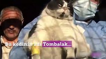 Obez kedi yediklerinden zehirlendi
