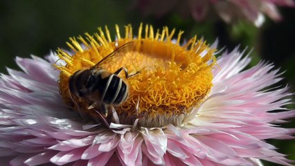 Different Types of Flowers